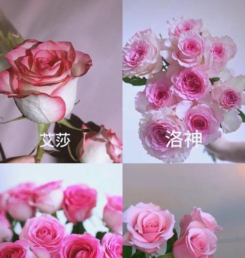 电梯上放玫瑰花有何寓意？它传递了哪种信息？