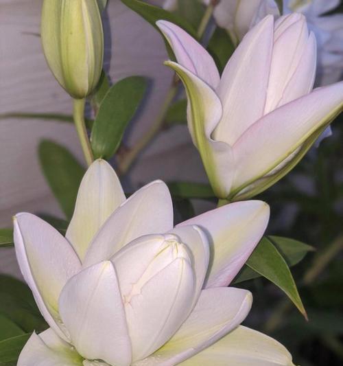 碎冰百合花的花语是什么？它在花语中代表了哪些情感？