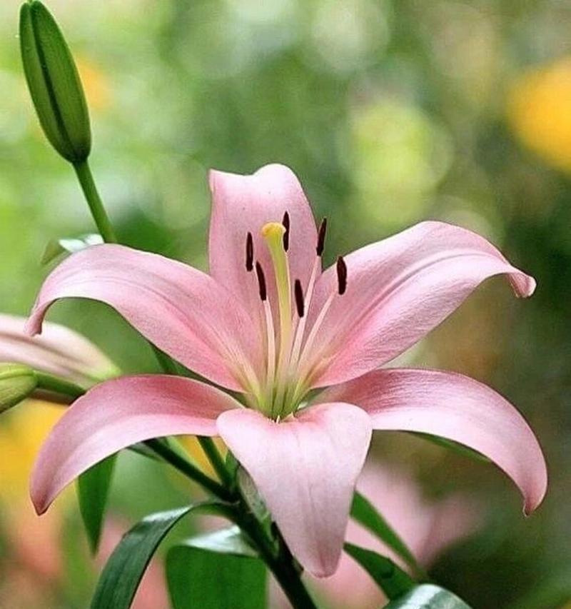 碎冰百合花的花语是什么？它在花语中代表了哪些情感？