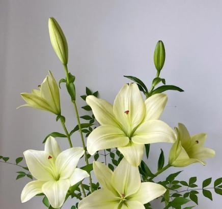 百合花适合送给谁？