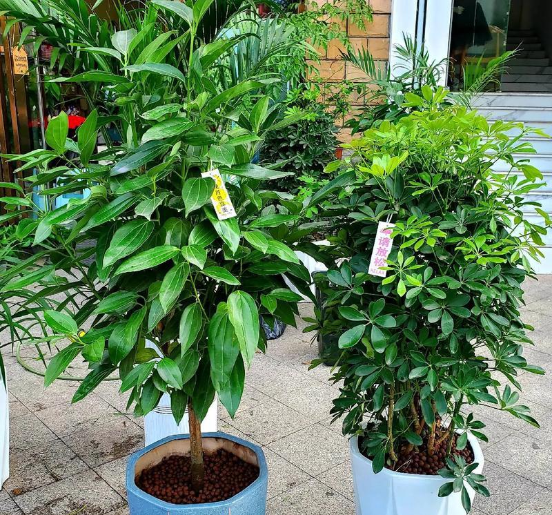 新居送礼选择哪种绿植盆栽好？它们的寓意是什么？