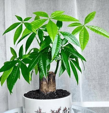 新居送礼选择哪种绿植盆栽好？它们的寓意是什么？
