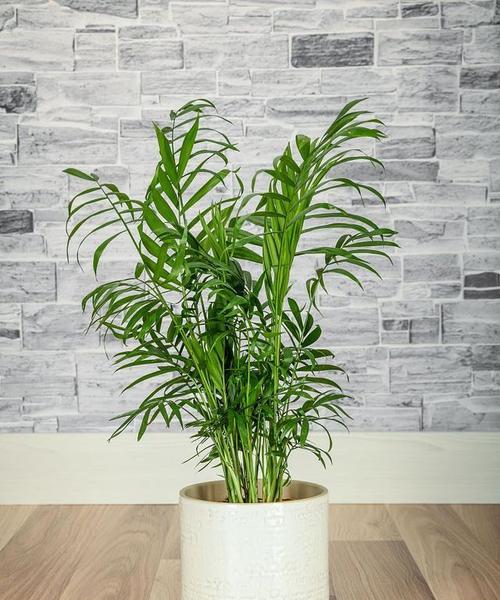新居送礼选择哪种绿植盆栽好？它们的寓意是什么？