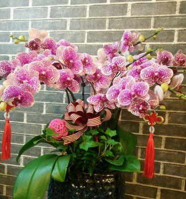 乔迁新房送什么盆栽好一点？哪些盆栽适合乔迁新居？