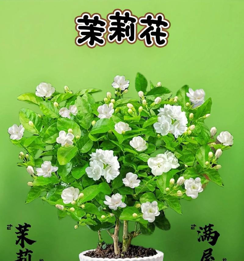 开张时送哪种花盆栽最合适？花盆栽的选择有哪些讲究？
