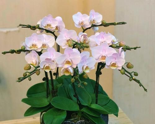 开张时送哪种花盆栽最合适？花盆栽的选择有哪些讲究？