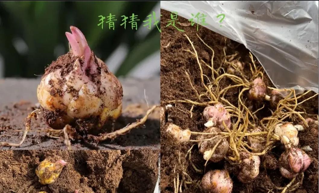 暴风雪百合的花语是什么？暴风雪百合有何寓意？