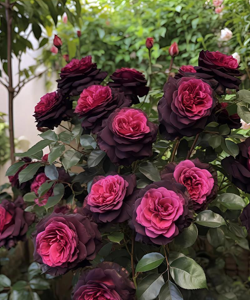 直播中看到的玫瑰花包装有何含义？玫瑰花包装代表什么？