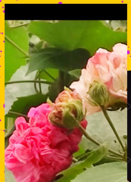 安徽有哪些品种的花语花卉？