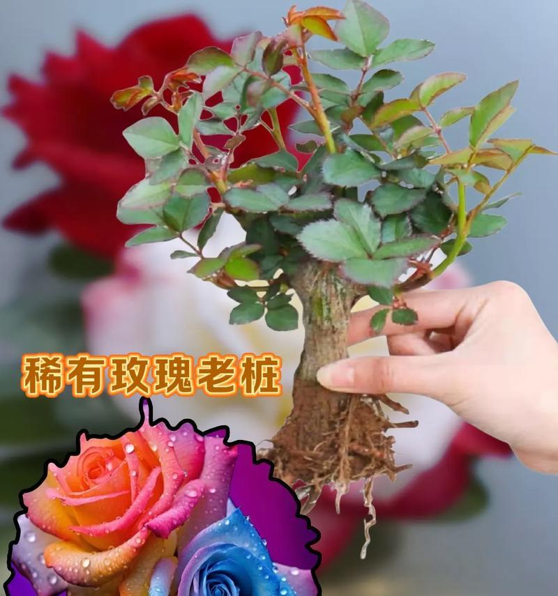 送鲜花我送盆栽什么意思？这背后有什么特别的含义吗？