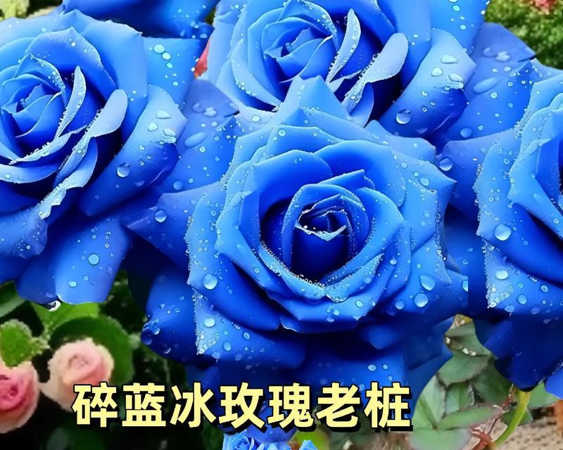 送鲜花我送盆栽什么意思？这背后有什么特别的含义吗？