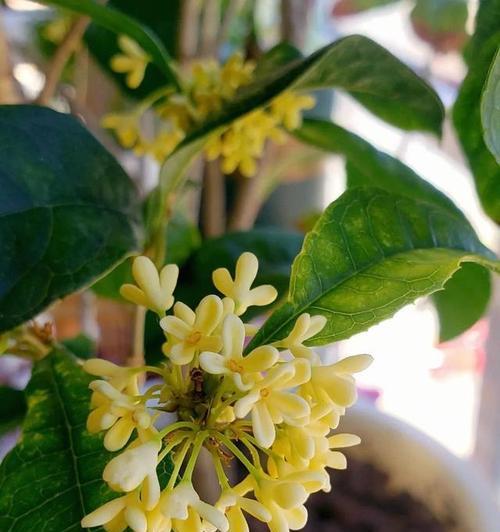 桂花的花卉类型有哪些？它们各自代表了什么？