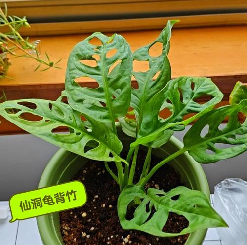 植物科的定义是什么？