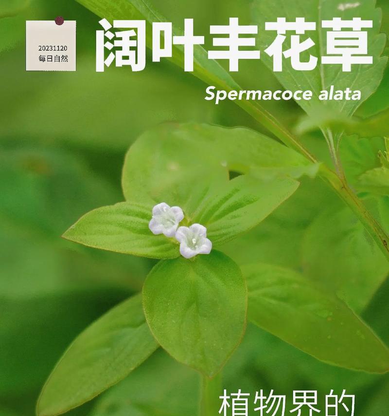 植物科的定义是什么？