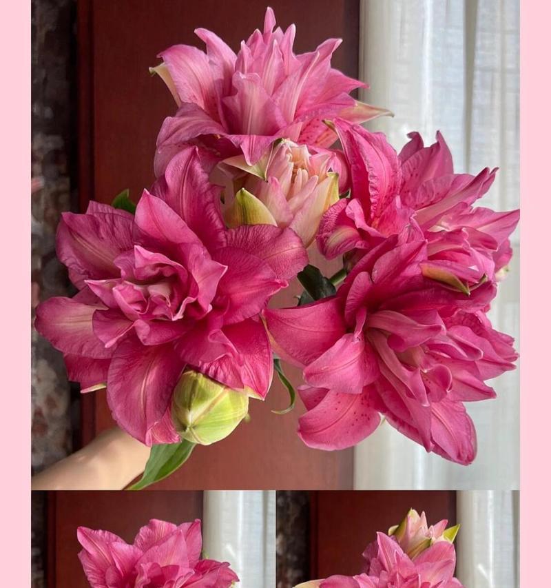 粉色百合的美称是什么意思？百合花苞偏生又是什么意思？