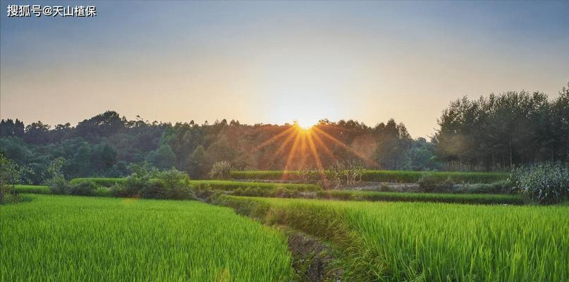 阳光水稻的阳光代表什么？种植过程中如何确保品质？