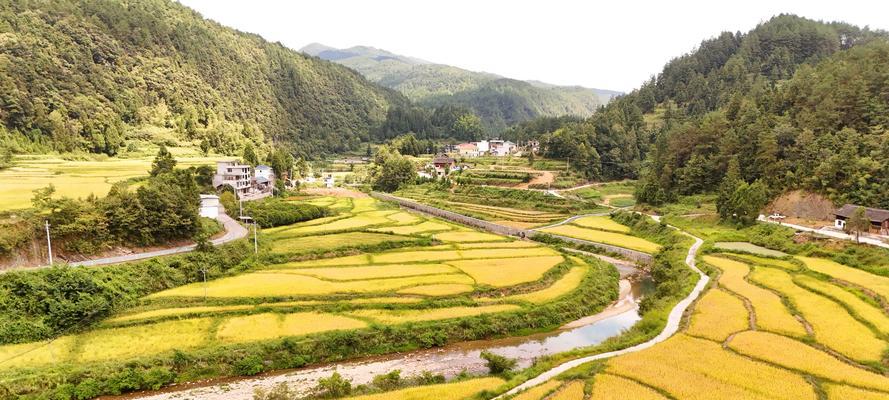 阳光水稻的阳光代表什么？种植过程中如何确保品质？