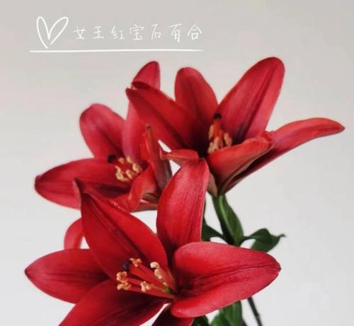 红朵百合花象征着什么？