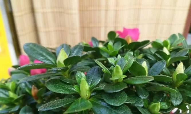 哪种盆栽花象征着早日康复？
