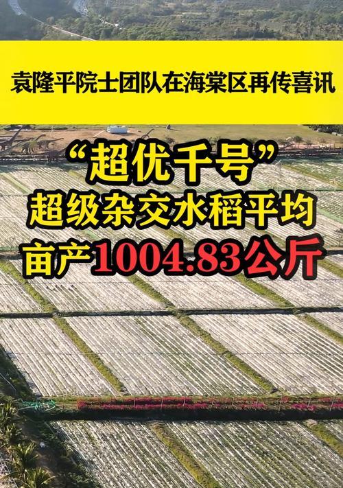 早上九点收水稻有何特殊含义？