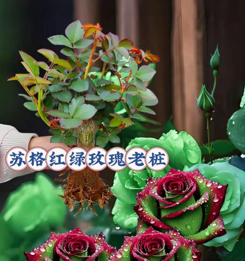向妇女赠送玫瑰花有何深层含义？它通常代表了什么？