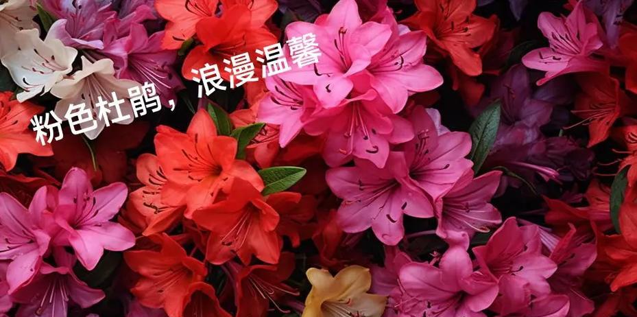 映山红的花语具体是什么？它在花语中代表什么？