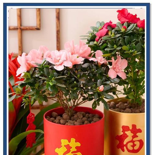 映山红的花语具体是什么？它在花语中代表什么？