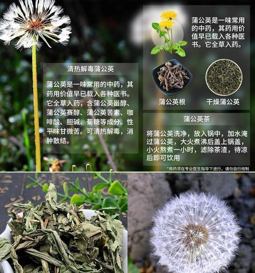 蒲公英的花语是什么？它在自然界中代表了什么？