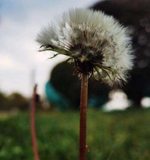 蒲公英的花语是什么？它在自然界中代表了什么？
