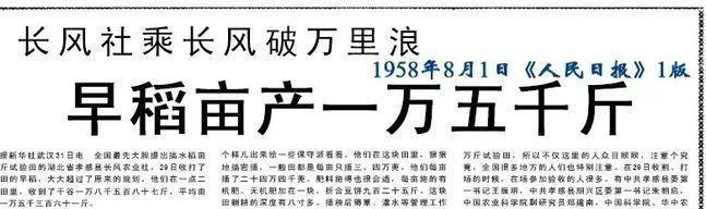 不爱水稻爱小麦是什么意思？这个表达背后隐藏着什么含义？