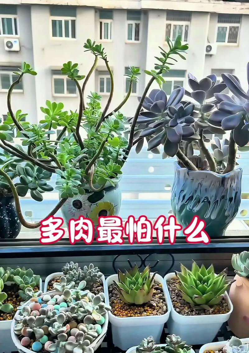 多肉植物作为礼物有何特殊含义？