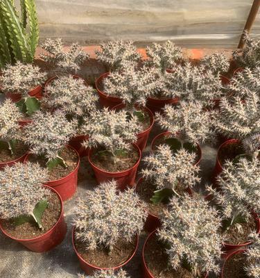 多肉植物作为礼物有何特殊含义？