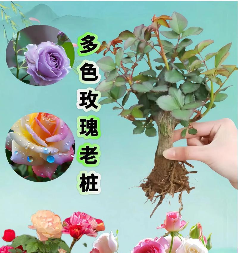 玫瑰花配别的花有什么特别含义吗？