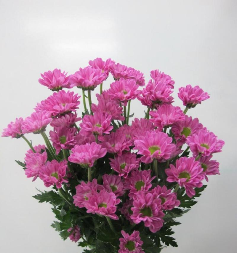 黄雏菊的花语有哪些？黄雏菊象征着什么？