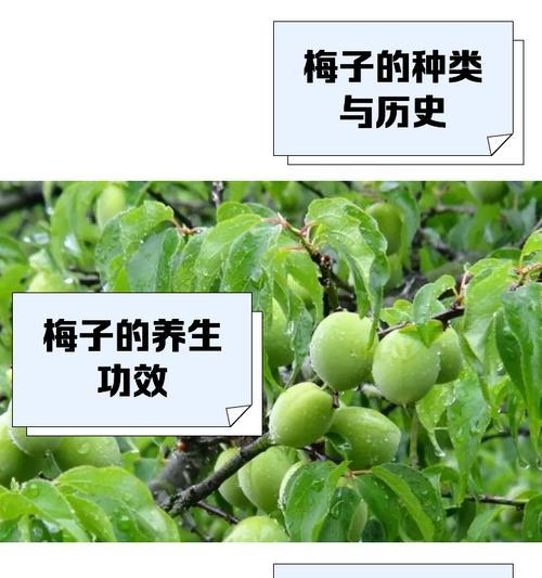 花鸟梅子酱的寓意是什么？