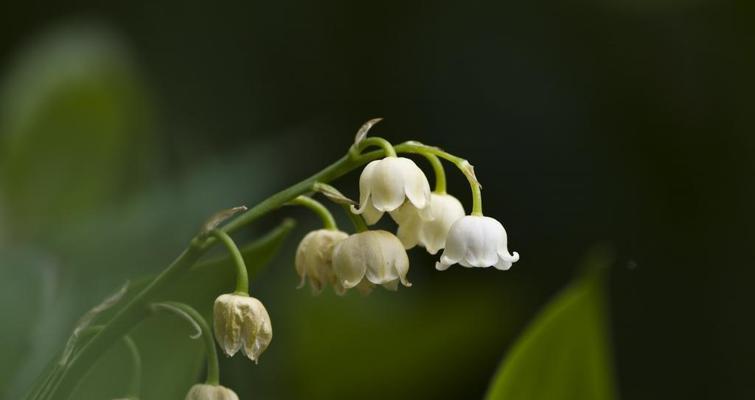 绿色百合花手链有何特殊含义？