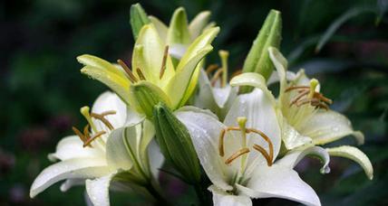 绿色百合花手链有何特殊含义？