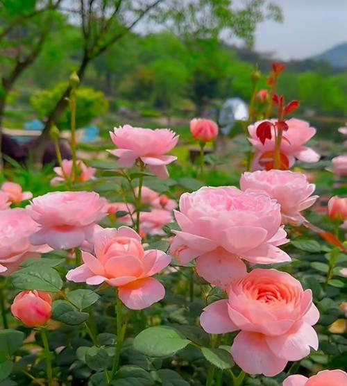 粉红色玫瑰花象征什么？它的寓意有哪些？