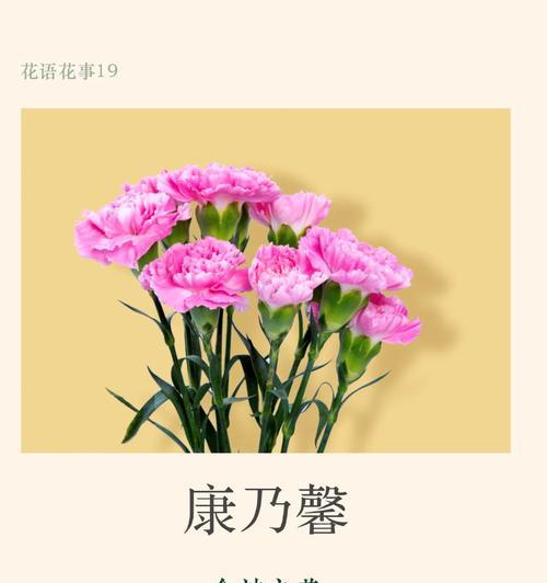 康乃馨花语怎么写？送给对象妈妈有何讲究？