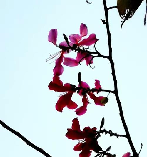 哪种花卉象征着强韧？它有何特别之处？