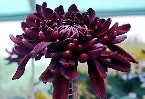 菊花的花语代表了什么？