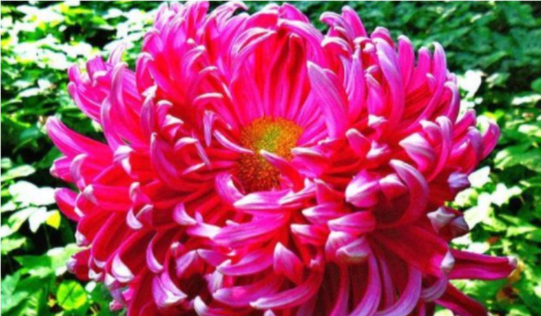 菊花的花语代表了什么？