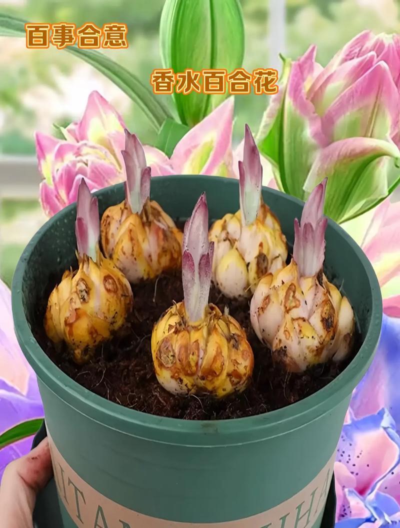 送自己百合花有什么特别意义？自送百合花的寓意是什么？
