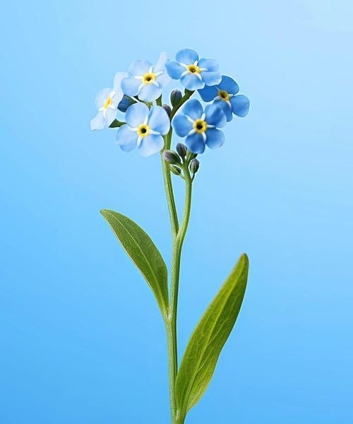 长花尖的花朵有何特殊含义？花尖长度对花语有何影响？