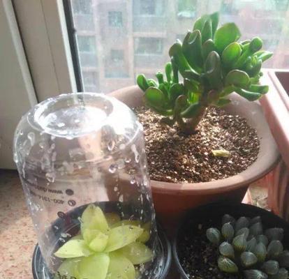 冬季收到植物应如何处理？有哪些注意事项？
