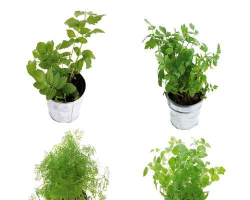 冬季收到植物应如何处理？有哪些注意事项？