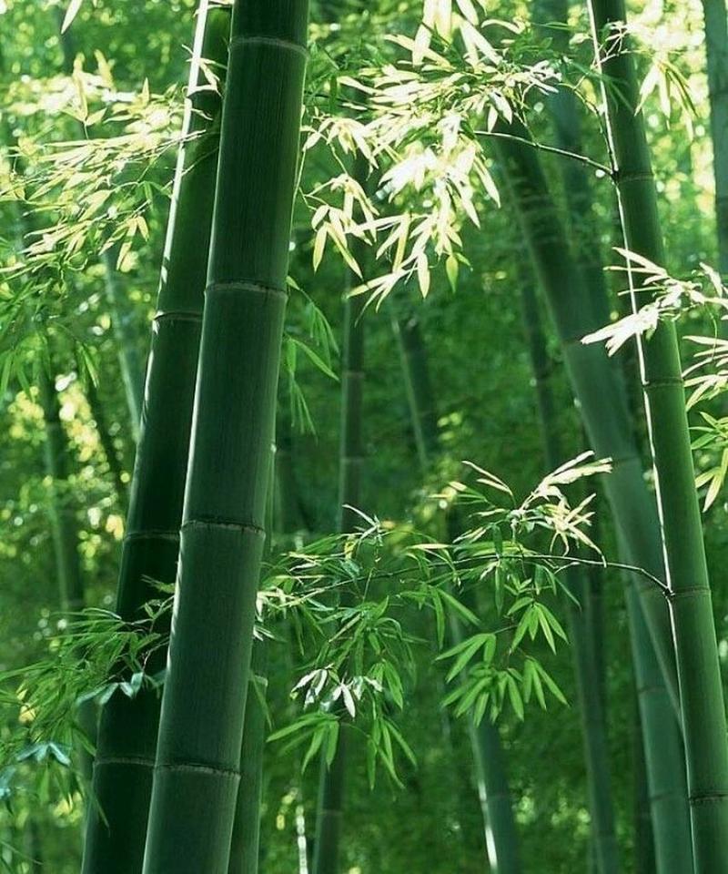 植物纤维最硬是什么植物？哪种植物的纤维强度最高？
