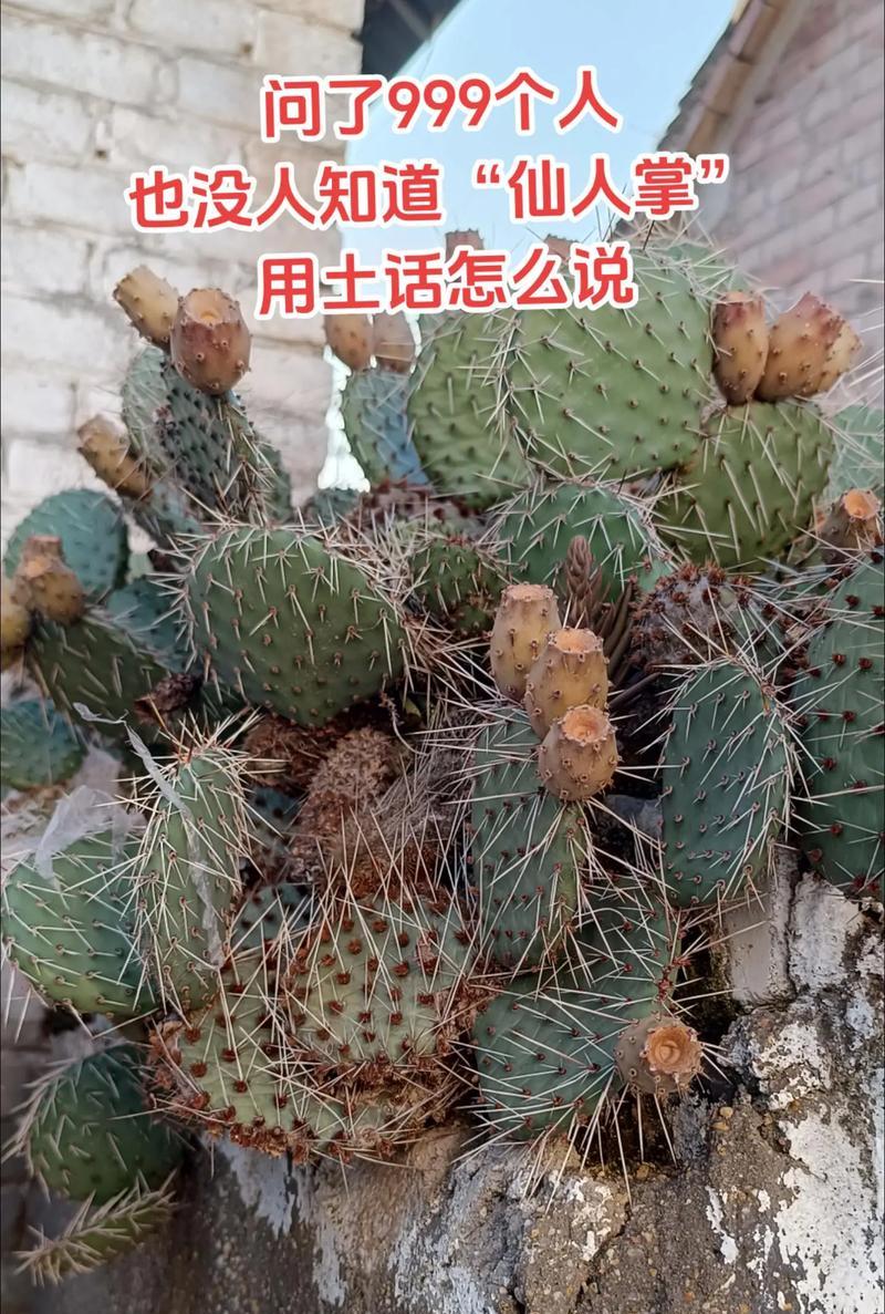 拍手这种植物的学名是什么？它有哪些特别的用途或特性？