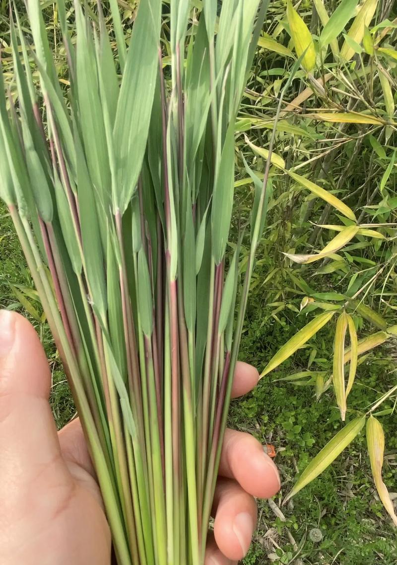 拍手这种植物的学名是什么？它有哪些特别的用途或特性？