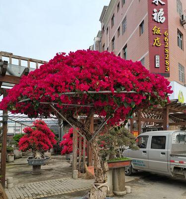 花卉市场为何被称为香水店？这个名称有何含义？